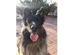 Adopt Lilly (and Romeo) a German Shepherd Dog