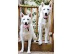 Adopt Roxie and Axios a White Siberian Husky  Mixed dog in Sugar
