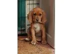Adopt Annabeth a Redbone Coonhound Boxer