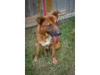 Adopt King a German Shepherd Dog