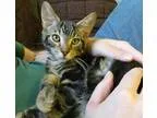 Adopt Bard a Tiger Striped Domestic Shorthair (short coat) cat i