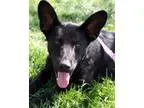 Adopt Confetti - Adopted a Shepherd