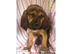 Bloodhound Puppies for Sale
