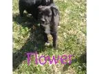 Adopt Flower a Labrador Retriever