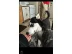 Adopt Legend a Black - with White Husky  Mixed dog in Keyport NJ