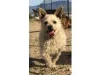 Adopt Juan a Terrier
