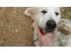 Adopt Faith a Great Pyrenees