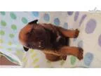 Malinois Puppies