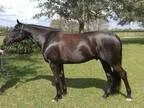 German import for sale