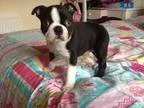 Boston Terriers Puppies MF Available fghthr