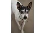 Adopt Rascal a Toy Fox Terrier