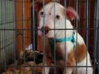 Adopt A371744 Penny a Australian Cattle Dog (Blue Heeler)