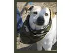 Adopt Toby a Hound