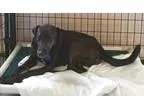 Adopt Spanky a Brindle Boxer  German Shepherd Dog  Mixed dog in 