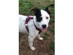 Adopt Reba a Cattle Dog Jack Russell Terrier