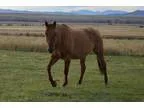 93 Foundation bred mare