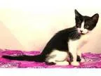Adopt Tazzy a Black and White or Tuxedo Domestic Shorthair (shor