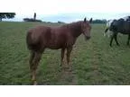 Nicely bred big mare ready to start