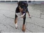 Adopt Shooter a Dachshund Australian Cattle Dog (Blue Heeler)
