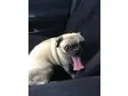 Adopt Frank a TanYellowFawn Pug  Mixed dog in Anaheim CA (152024