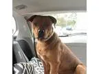 Adopt Buster a Pit Bull Terrier