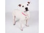 Adopt Polka-Adopted a Pit Bull Terrier