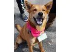 Adopt Nutmeg - Adopted a Cattle Dog