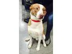 Adopt Cooper a Australian Cattle Dog (Blue Heeler)