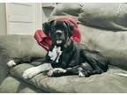 Adopt Sully - ADOPTION INTEREST a Boxer