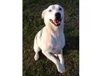 Adopt Luna a Australian Cattle Dog (Blue Heeler)