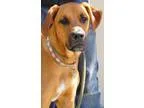 Adopt RUBY a Rhodesian Ridgeback  Mixed dog in Pt. Richmond CA (