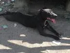 Adopt Batty a Bull Terrier Staffordshire Bull Terrier