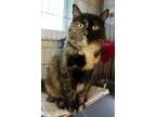 Adopt Frisbee a Tortoiseshell