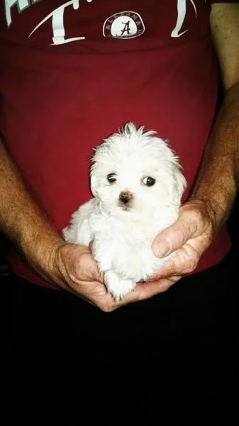 Ad of puppy for sale