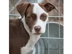Adopt Kayla a Terrier