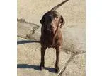 Adopt Jeania a Labrador Retriever