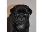 Charming Male And Female pug Puppies for sale