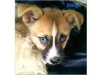 Adopt Bingo a TanYellowFawn - with Black Shih Tzu  Mixed dog in 