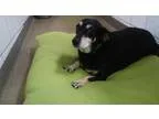 Adopt Large Marge a Welsh Corgi Dachshund