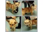Adopt Buddy a TanYellowFawn German Shepherd Dog  Mixed dog in Co