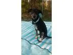 Adopt Tashi a Catahoula Leopard Dog Labrador Retriever