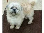 Need Loving home, or Rescue URGENT