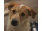 Adopt Alunite a Australian Cattle Dog (Blue Heeler)