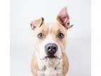 Adopt Angelica-adopted a American Staffordshire Terrier