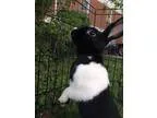 Adopt Chess a Black Dutch  Mixed (short coat) rabbit in Elizabet