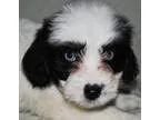 Adopt DaisyLou a Havanese Shih Tzu