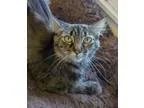 Adopt Gladdy a Torbie