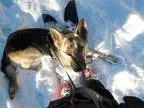 Adopt New Boy a German Shepherd Dog