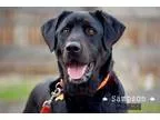 Adopt Sampson a Black Labrador Retriever