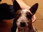 Adopt Blue a Australian Cattle Dog (Blue Heeler)